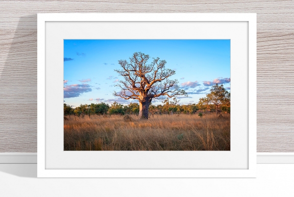 Jason Mazur - 'Boab Tree, Kimberley 032' White Frame